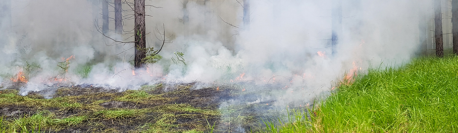 Low-intensity prescribed burn in Southern Pine plantation forest