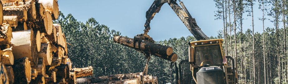 A Forwarder picks up and stacks newly harvested Southern Pine Logs