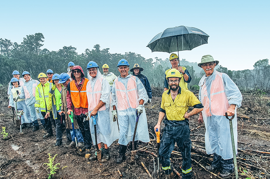 Group of employees and members of the public planting together Hoop Pine seedlings during an IFA field day