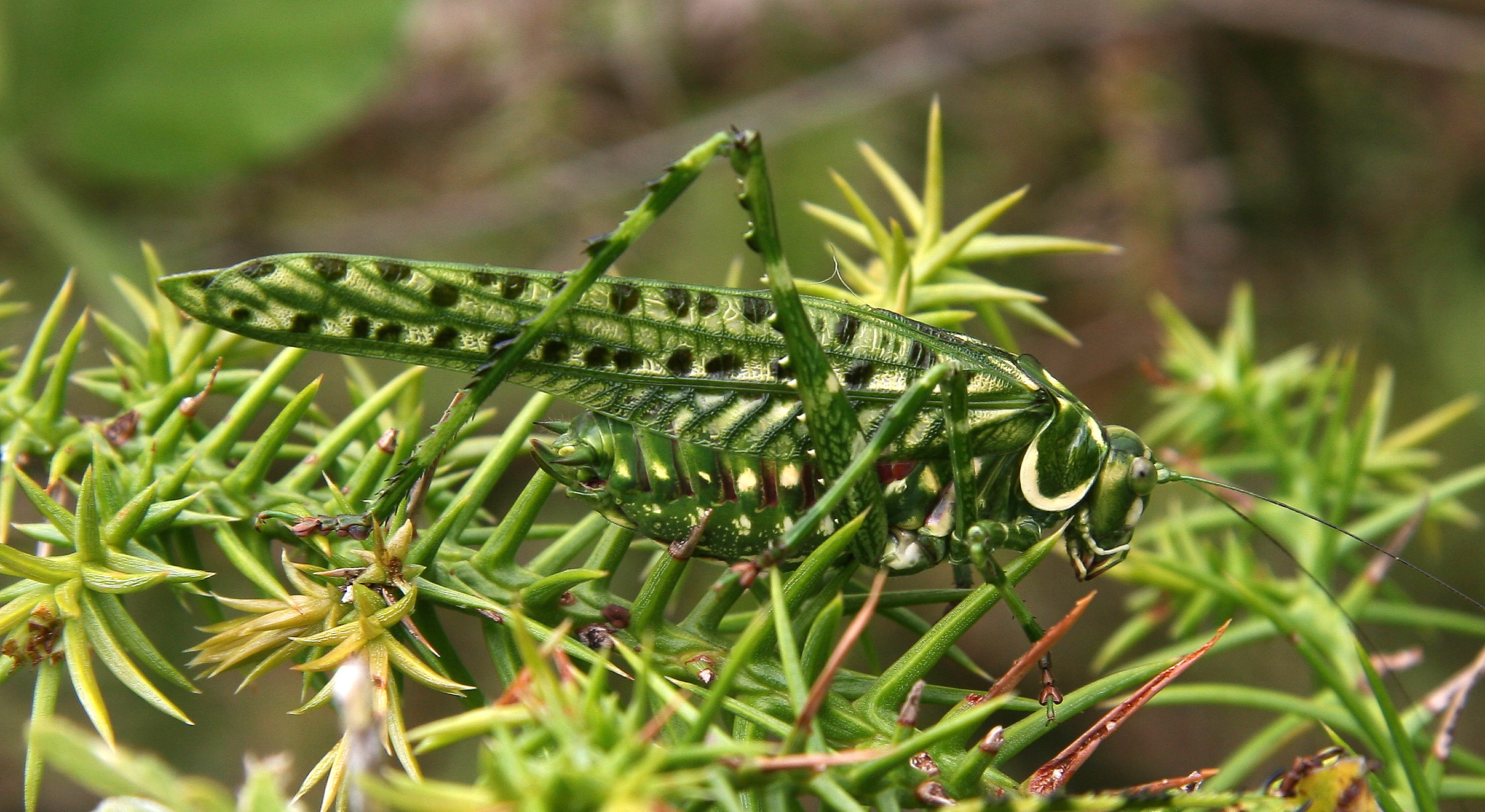 Native wildlife in HQP’s plantation or custodial native forests winner Michael Ramsden's Katydid in Araucaria