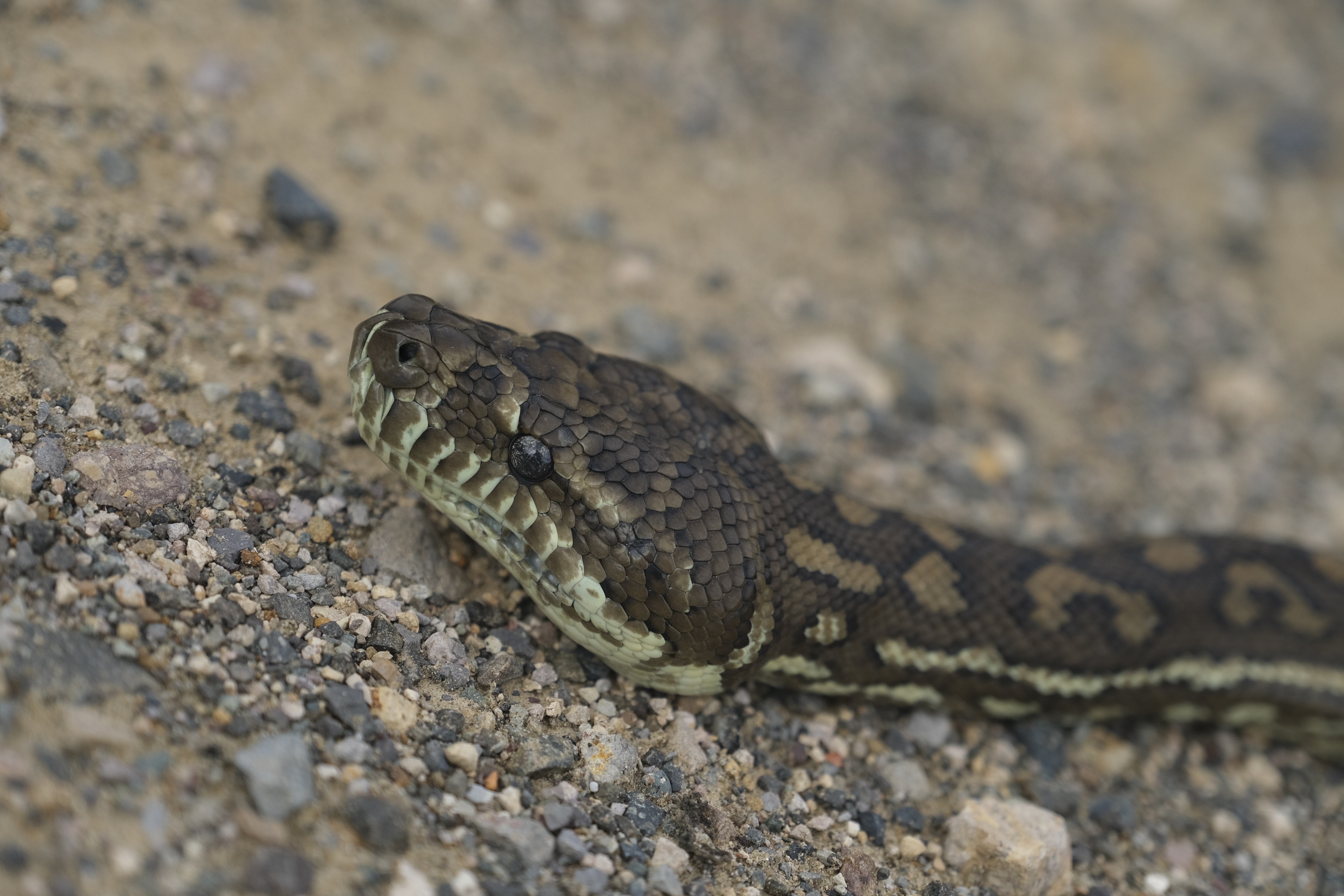Coastal Carpet Python