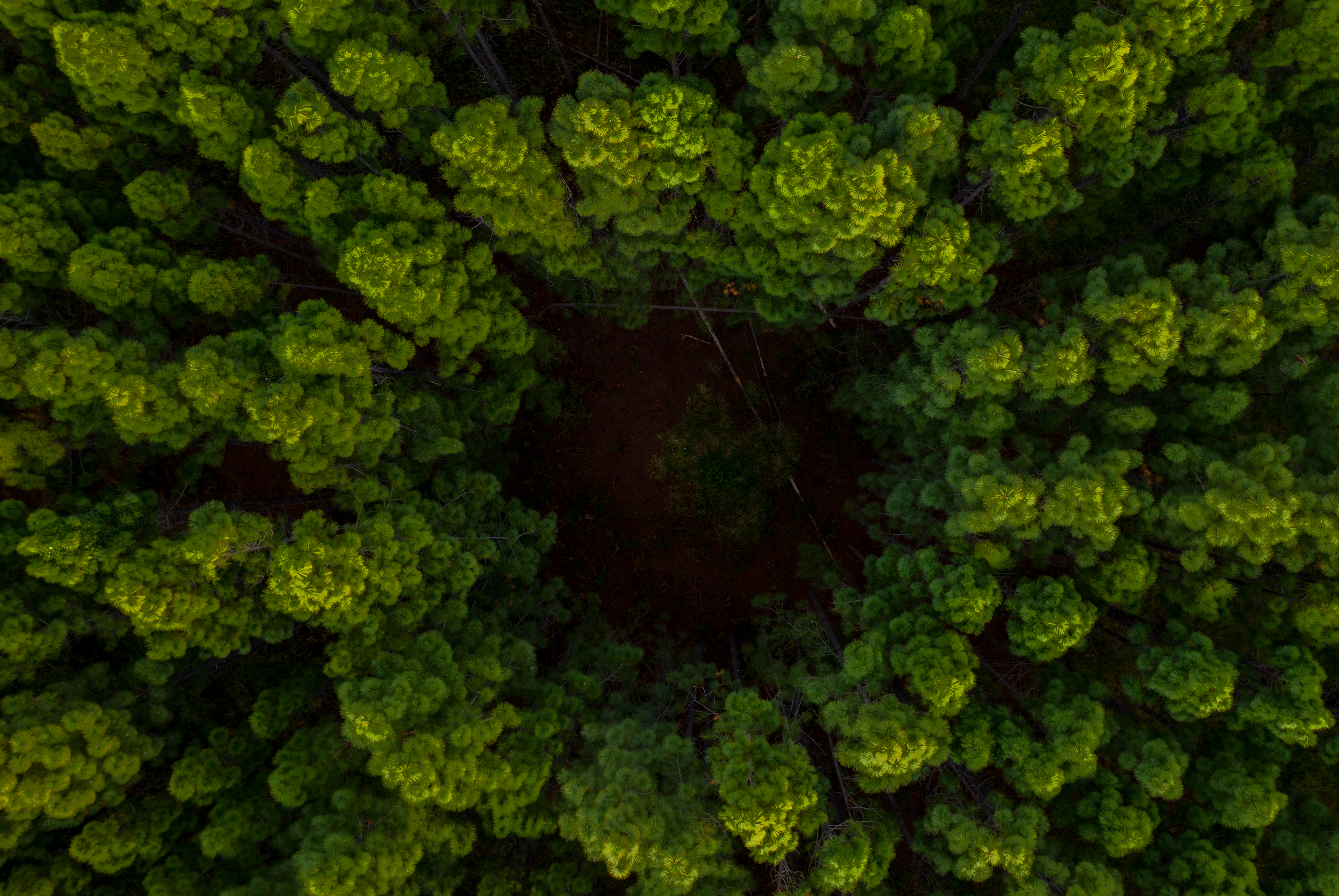 Beauty of HQP’s plantation forest category runner up Graeme Wilson's image of the Nelder Wheel