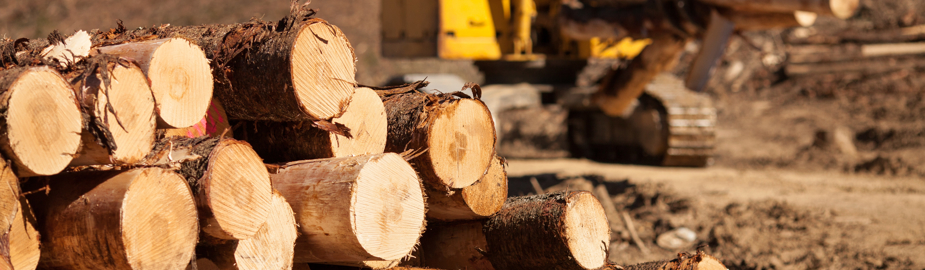 Hoop Pine log stack with harvesting machinery in the background