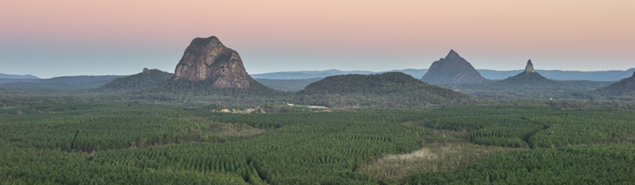 Sunrise over a Southern Pine plantation forest to the Glasshouse Mountains