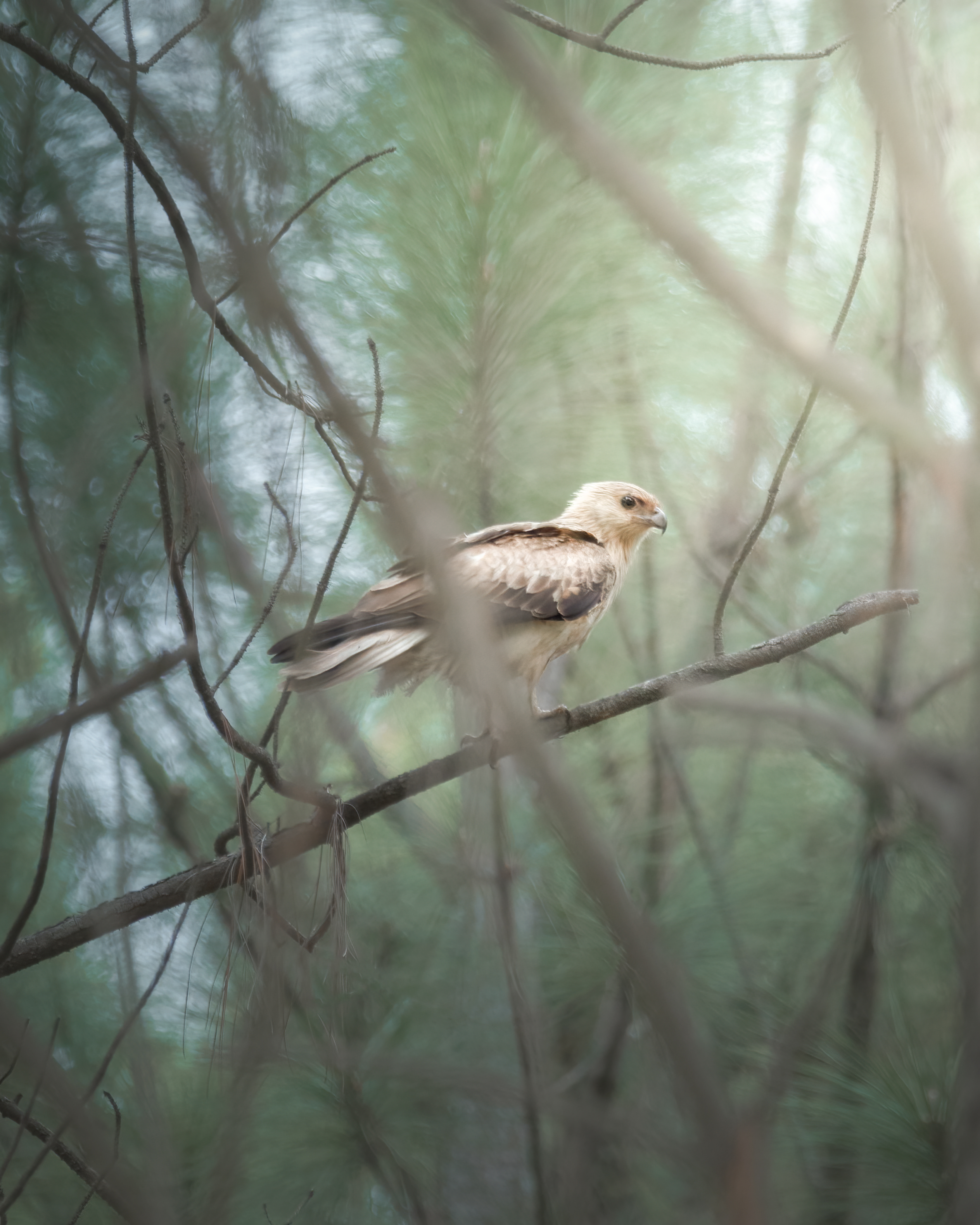 Native wildlife in HQP’s plantation or custodial native forests runner up Andres Heredia's image of a raptor in the pine