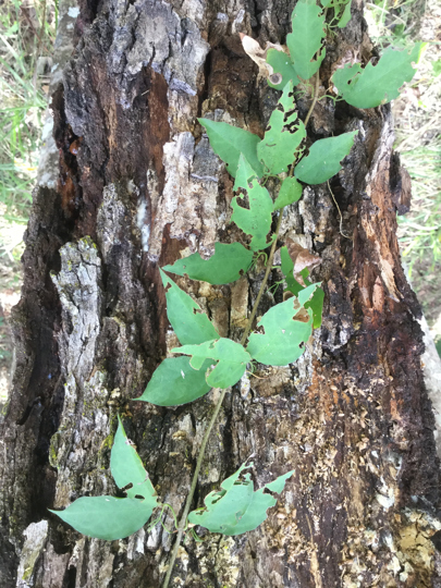 Cat's claw creeper, a declared pest