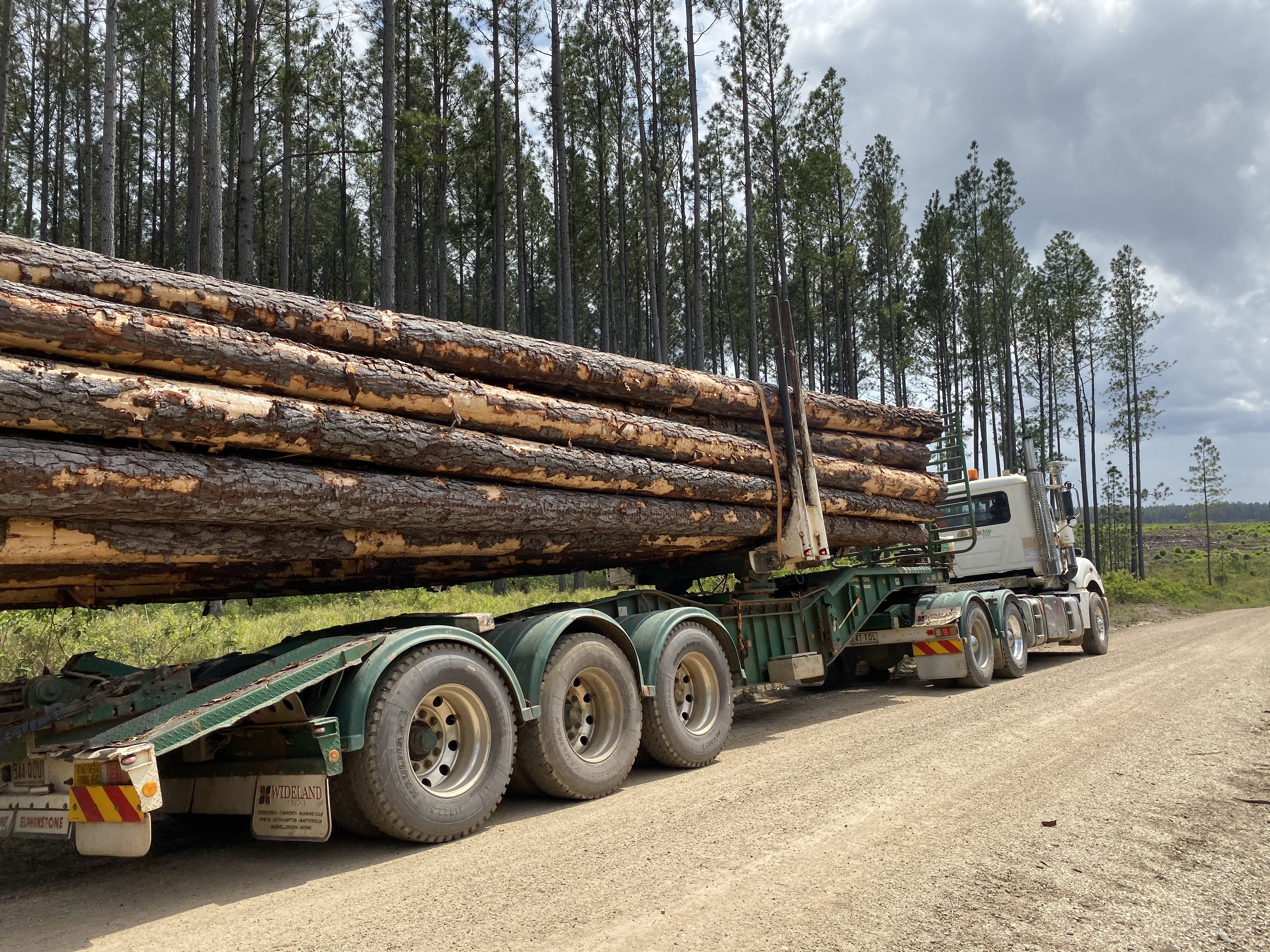 A load of Southern Pine logs secured to a log truck